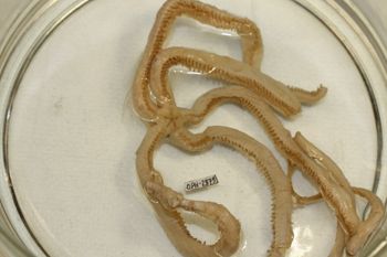 Media type: image;   Invertebrate Zoology OPH-2879 Description: Preserved specimen.;